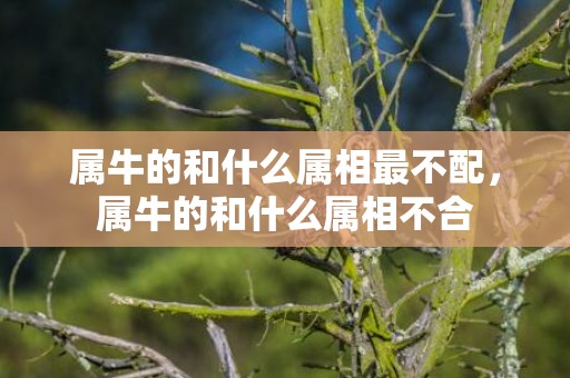 属牛的和什么属相最不配，属牛的和什么属相不合