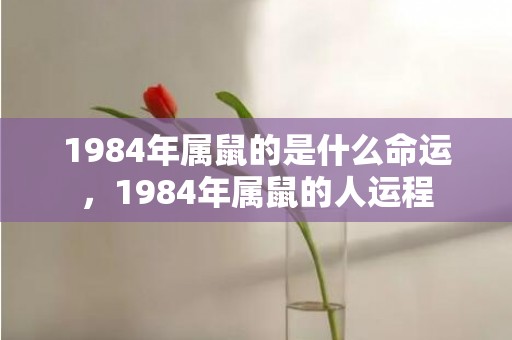 1984年属鼠的是什么命运，1984年属鼠的人运程