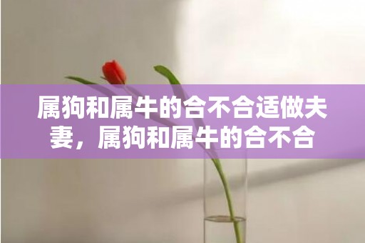 属狗和属牛的合不合适做夫妻，属狗和属牛的合不合