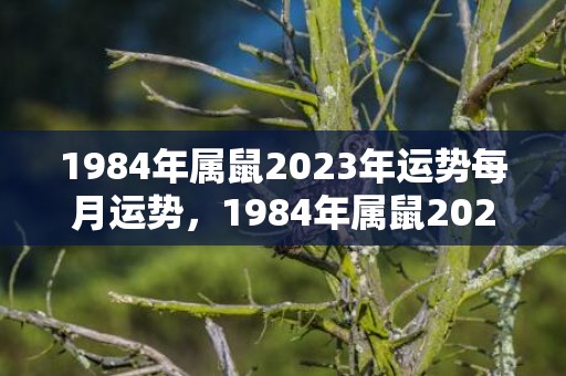 1984年属鼠2023年运势每月运势，1984年属鼠2023年的运程