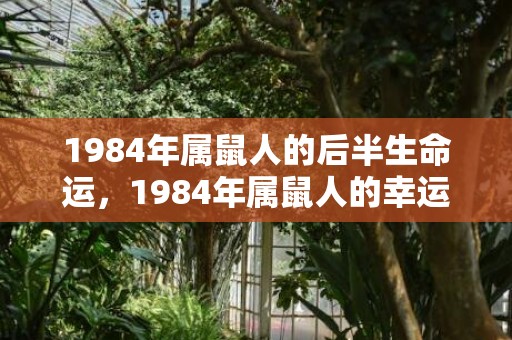 1984年属鼠人的后半生命运，1984年属鼠人的幸运色