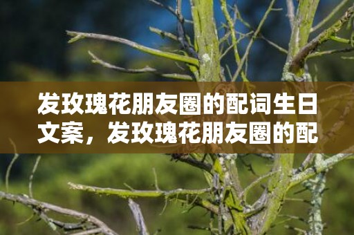 发玫瑰花朋友圈的配词生日文案，发玫瑰花朋友圈的配词凡尔赛，微信卖玫瑰花的广告词