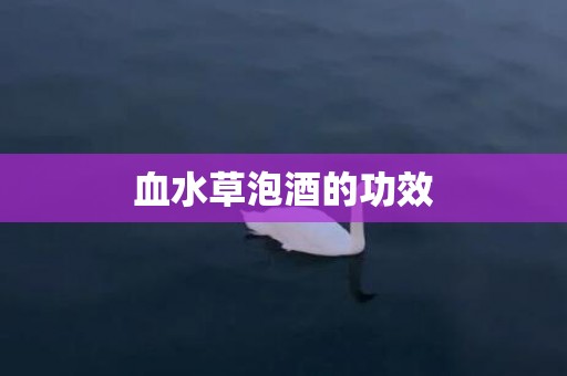 血水草泡酒的功效