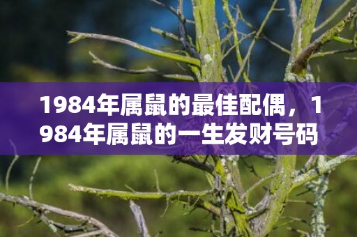 1984年属鼠的最佳配偶，1984年属鼠的一生发财号码