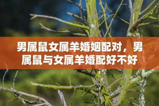 男属鼠女属羊婚姻配对，男属鼠与女属羊婚配好不好