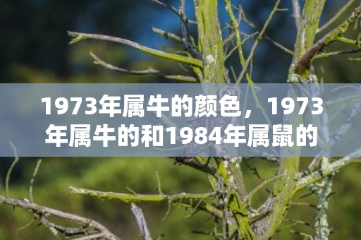 1973年属牛的颜色，1973年属牛的和1984年属鼠的