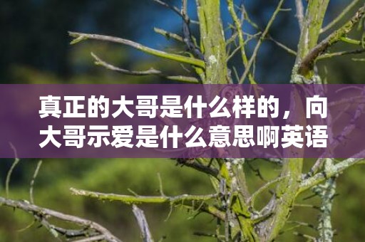 真正的大哥是什么样的，向大哥示爱是什么意思啊英语，隔空示爱是什么意思