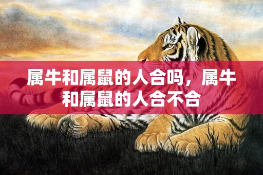 属牛和属鼠的人合吗，属牛和属鼠的人合不合