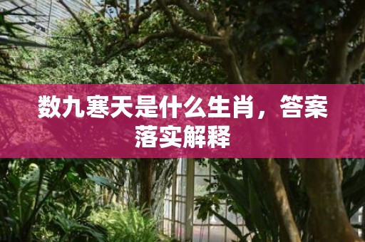 数九寒天是什么生肖，答案落实解释