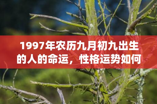 1997年农历九月初九出生的人的命运，性格运势如何(1997年农历九月初八是什么星座)