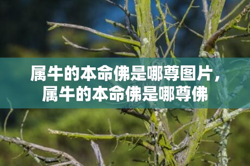 属牛的本命佛是哪尊图片，属牛的本命佛是哪尊佛