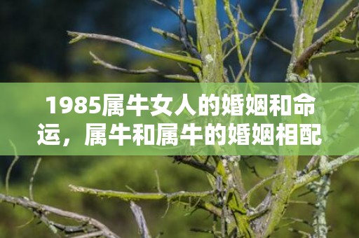 1985属牛女人的婚姻和命运，属牛和属牛的婚姻相配吗