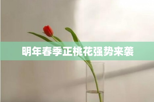 明年春季正桃花强势来袭
