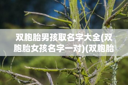 双胞胎男孩取名字大全(双胞胎女孩名字一对)(双胞胎男孩取名字大全2024年龙宝宝)