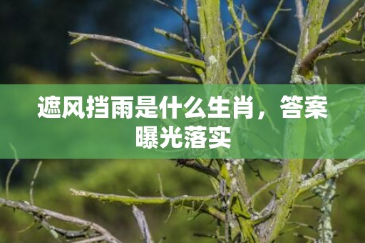 遮风挡雨是什么生肖，答案曝光落实
