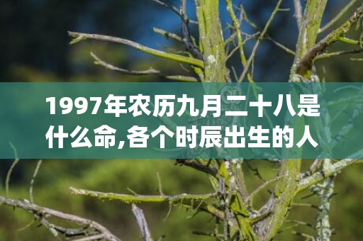 1997年农历九月二十八是什么命,各个时辰出生的人的命运(1997年农历九月初九是什么星座)