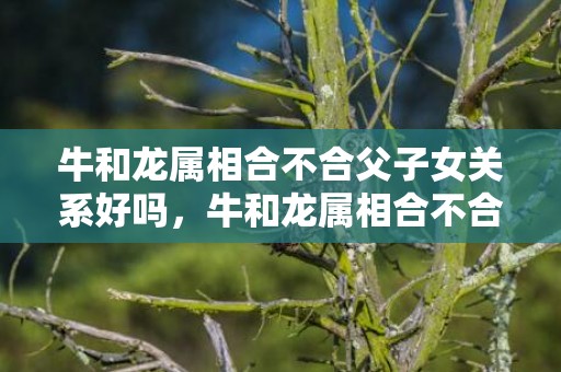 牛和龙属相合不合父子女关系好吗，牛和龙属相合不合