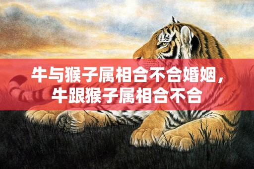 牛与猴子属相合不合婚姻，牛跟猴子属相合不合