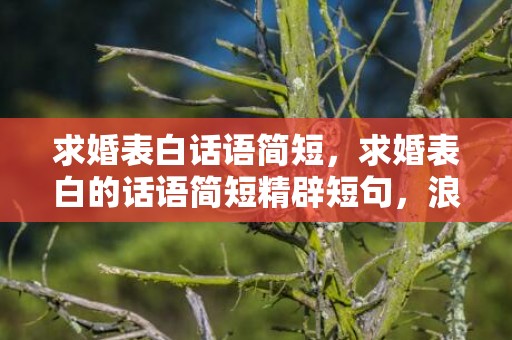 求婚表白话语简短，求婚表白的话语简短精辟短句，浪漫求婚表白的语句
