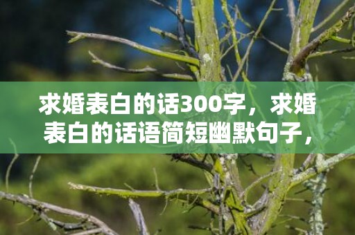 求婚表白的话300字，求婚表白的话语简短幽默句子，求婚浪漫的句子