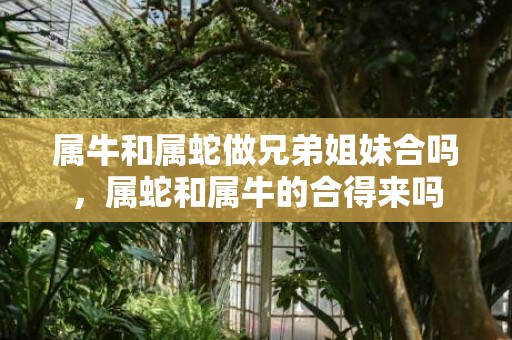 属牛和属蛇做兄弟姐妹合吗，属蛇和属牛的合得来吗