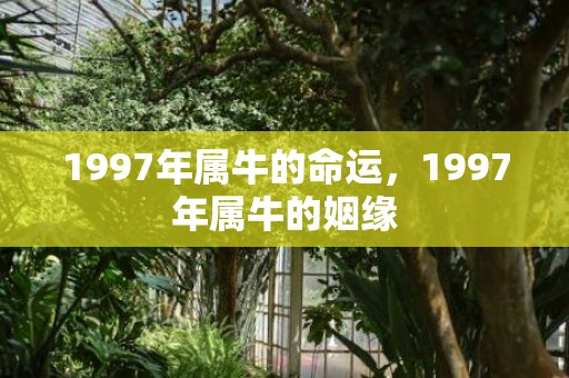 1997年属牛的命运，1997年属牛的姻缘