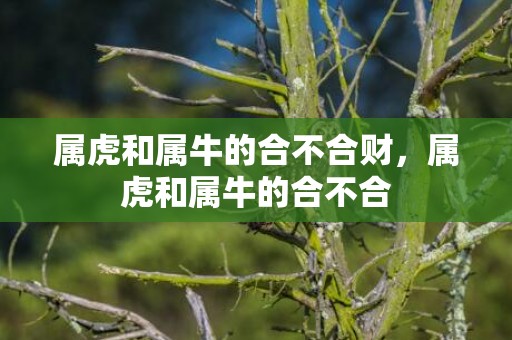 属虎和属牛的合不合财，属虎和属牛的合不合