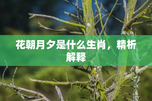 花朝月夕是什么生肖，精析解释