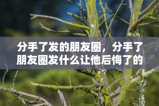 分手了发的朋友圈，分手了朋友圈发什么让他后悔了的文案？让顾客转发朋友圈文案