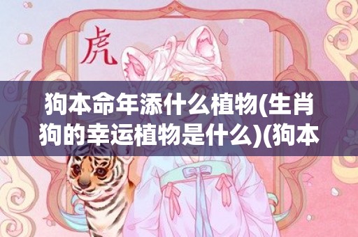 狗本命年添什么植物(生肖狗的幸运植物是什么)(狗本命年要注意什么东西)