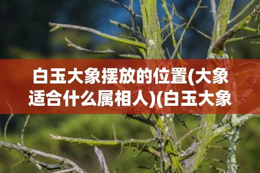 白玉大象摆放的位置(大象适合什么属相人)(白玉大象摆放的位置)