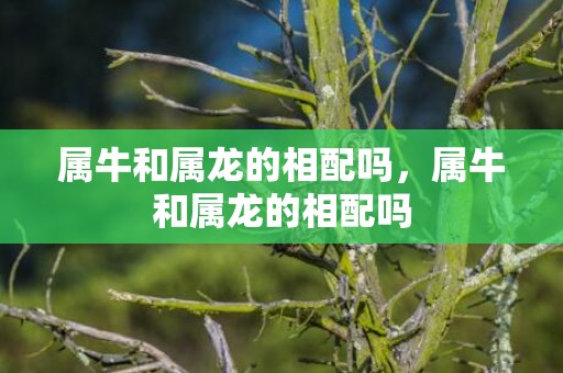 属牛和属龙的相配吗，属牛和属龙的相配吗