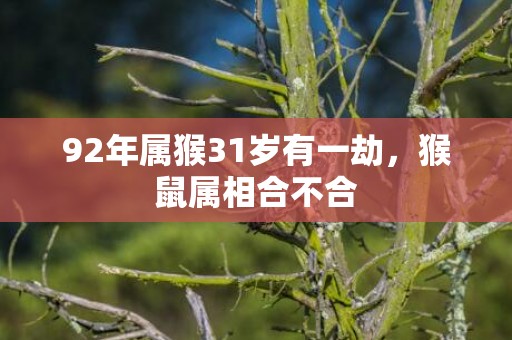 92年属猴31岁有一劫，猴鼠属相合不合