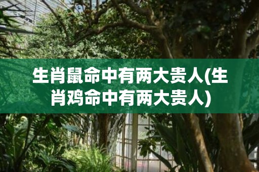 生肖鼠命中有两大贵人(生肖鸡命中有两大贵人)