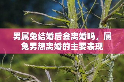 男属兔结婚后会离婚吗，属兔男想离婚的主要表现
