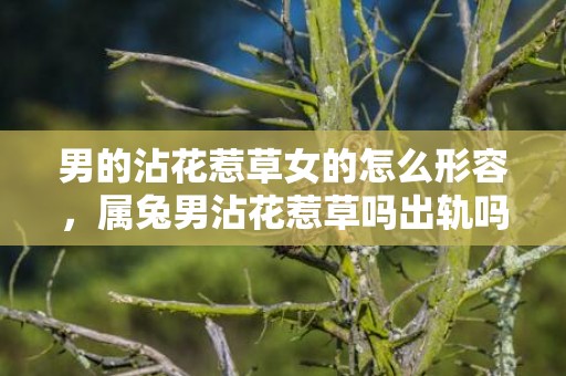 男的沾花惹草女的怎么形容，属兔男沾花惹草吗出轨吗