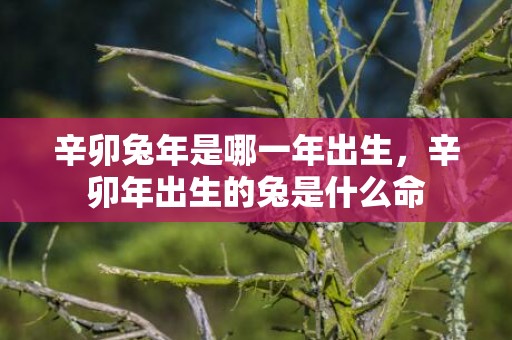 辛卯兔年是哪一年出生，辛卯年出生的兔是什么命