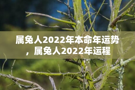 属兔人2022年本命年运势，属兔人2022年运程