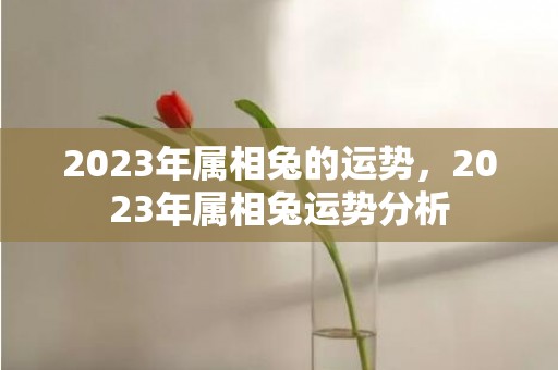2023年属相兔的运势，2023年属相兔运势分析