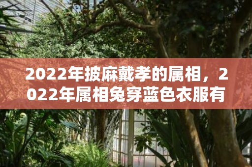 2022年披麻戴孝的属相，2022年属相兔穿蓝色衣服有利吗