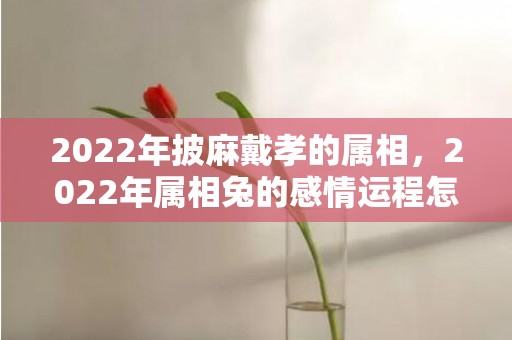 2022年披麻戴孝的属相，2022年属相兔的感情运程怎么样