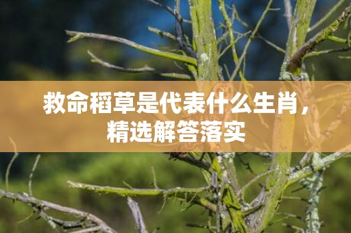 救命稻草是代表什么生肖，精选解答落实