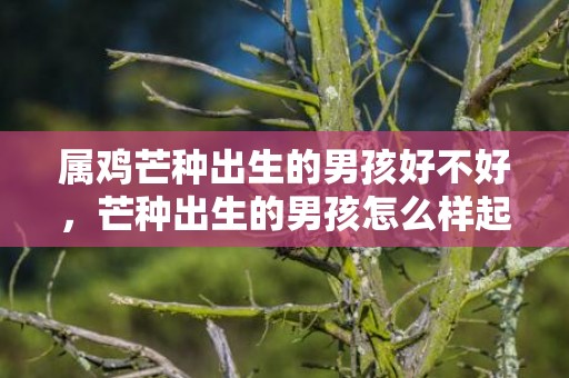属鸡芒种出生的男孩好不好，芒种出生的男孩怎么样起名字