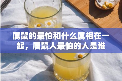 属鼠的最怕和什么属相在一起，属鼠人最怕的人是谁