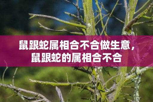 鼠跟蛇属相合不合做生意，鼠跟蛇的属相合不合