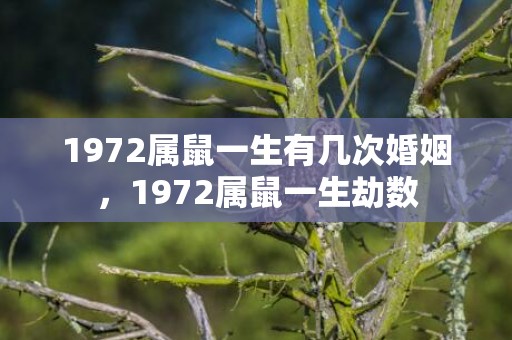 1972属鼠一生有几次婚姻，1972属鼠一生劫数