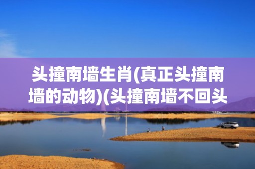 头撞南墙生肖(真正头撞南墙的动物)(头撞南墙不回头的生肖)