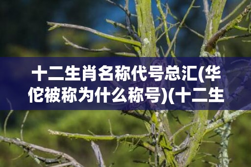 十二生肖名称代号总汇(华佗被称为什么称号)(十二生肖名称代号总汇大全图片)