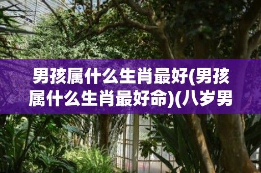 男孩属什么生肖最好(男孩属什么生肖最好命)(八岁男孩属什么生肖)