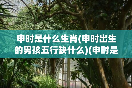 申时是什么生肖(申时出生的男孩五行缺什么)(申时是什么生肖动物)